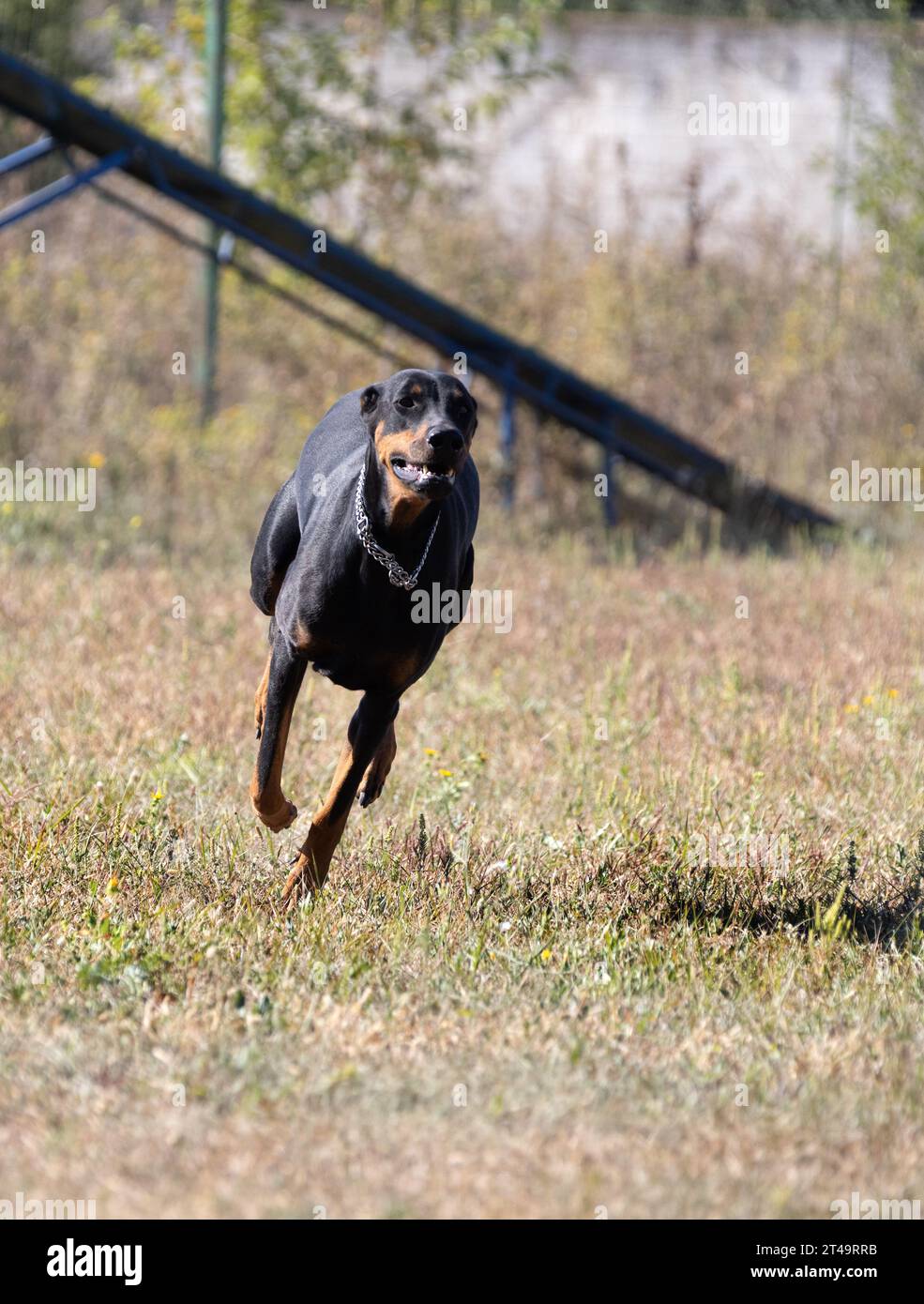 Doberman Pinscher outdoors at park. beautiful female dobie outside at sunset. Small crop ears with chain. Black and rust, tan dog outside. purebred do Stock Photo