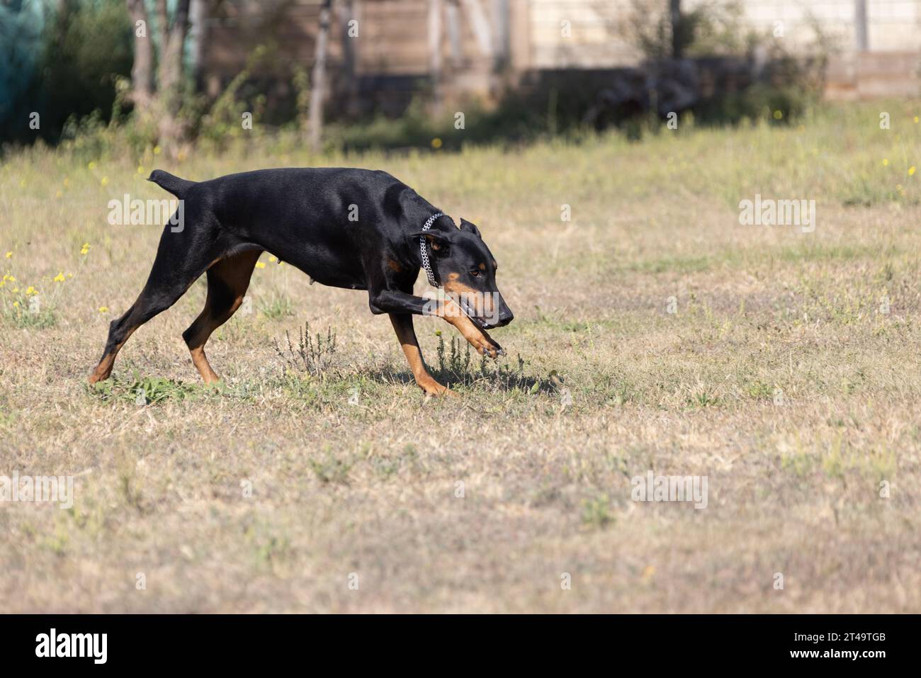 Doberman Pinscher outdoors at park. beautiful female dobie outside at sunset. Small crop ears with chain. Black and rust, tan dog outside. purebred do Stock Photo