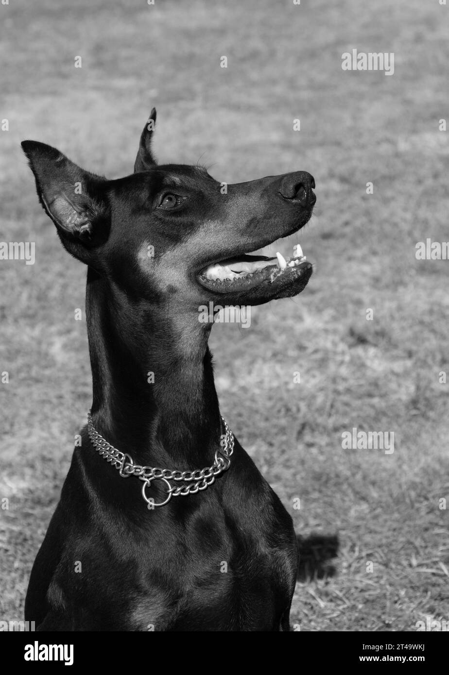Dobermann pinscher Black and White Stock Photos & Images Alamy