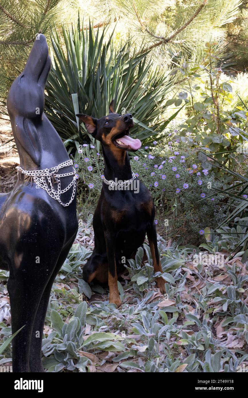 Doberman Pinscher outdoors at park. beautiful female dobie outside at