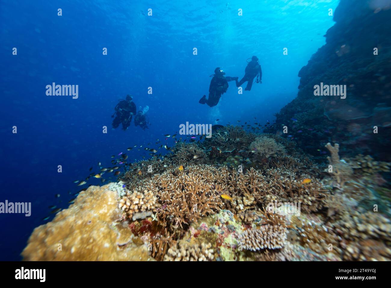 Group of scuba divers swim over a colorful coral reef landscape of ...