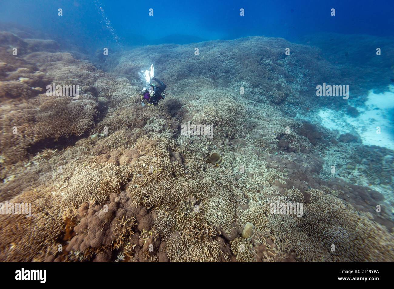 Scuba diver photographs an expanse of staghorn coral while diving in the tropical blue waters above a vast coral reef landscape Stock Photo