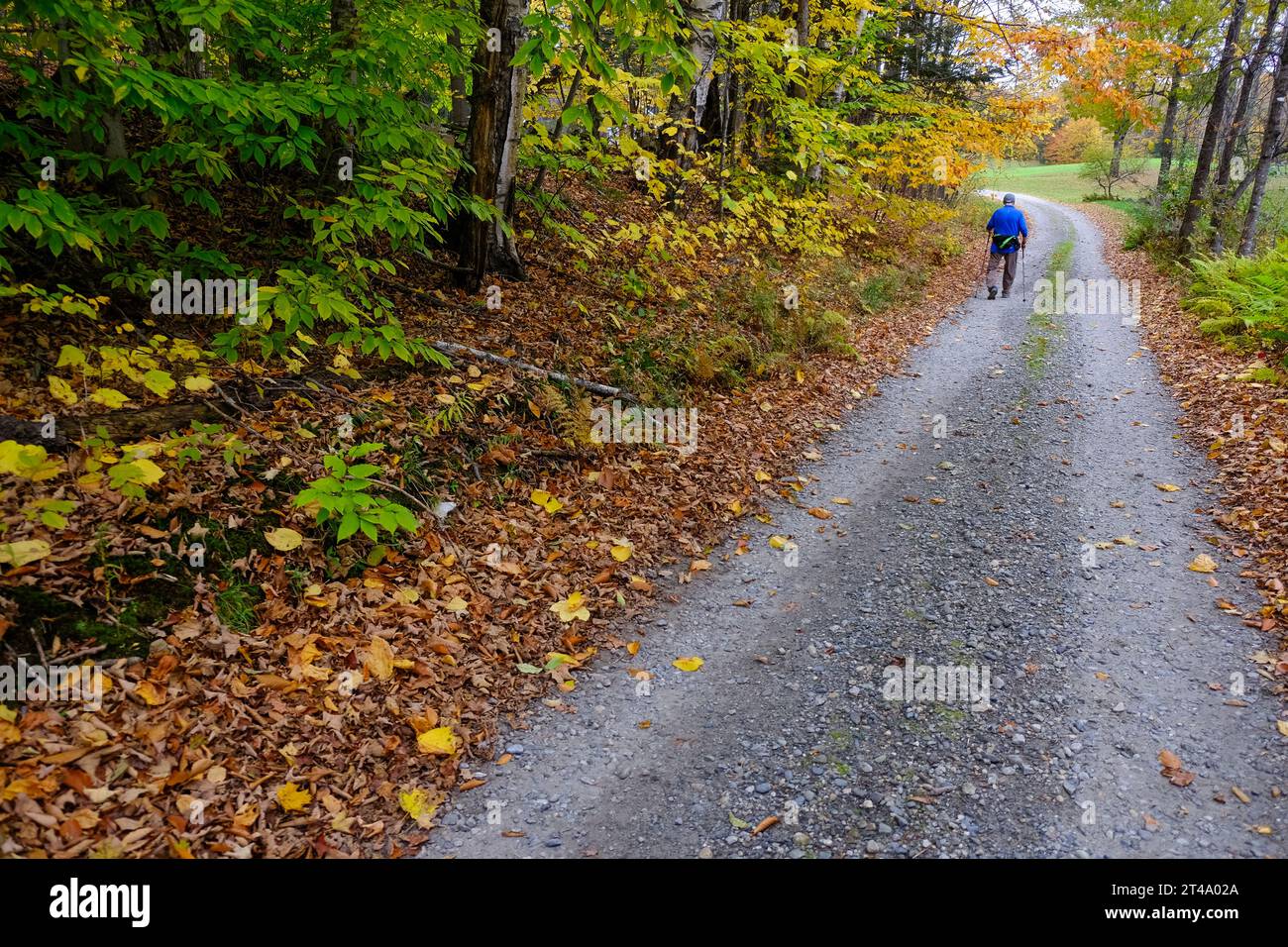 An older person walks along a country road in Vermont near colorful fall foliage using ski poles to walk with. Stock Photo
