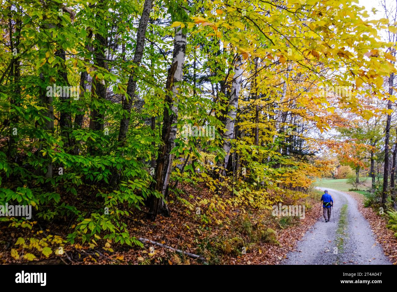 An older person walks along a country road in Vermont near colorful fall foliage using ski poles to walk with. Stock Photo