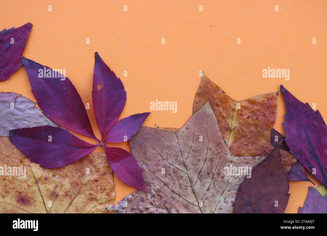 Autumn background Stock Photo