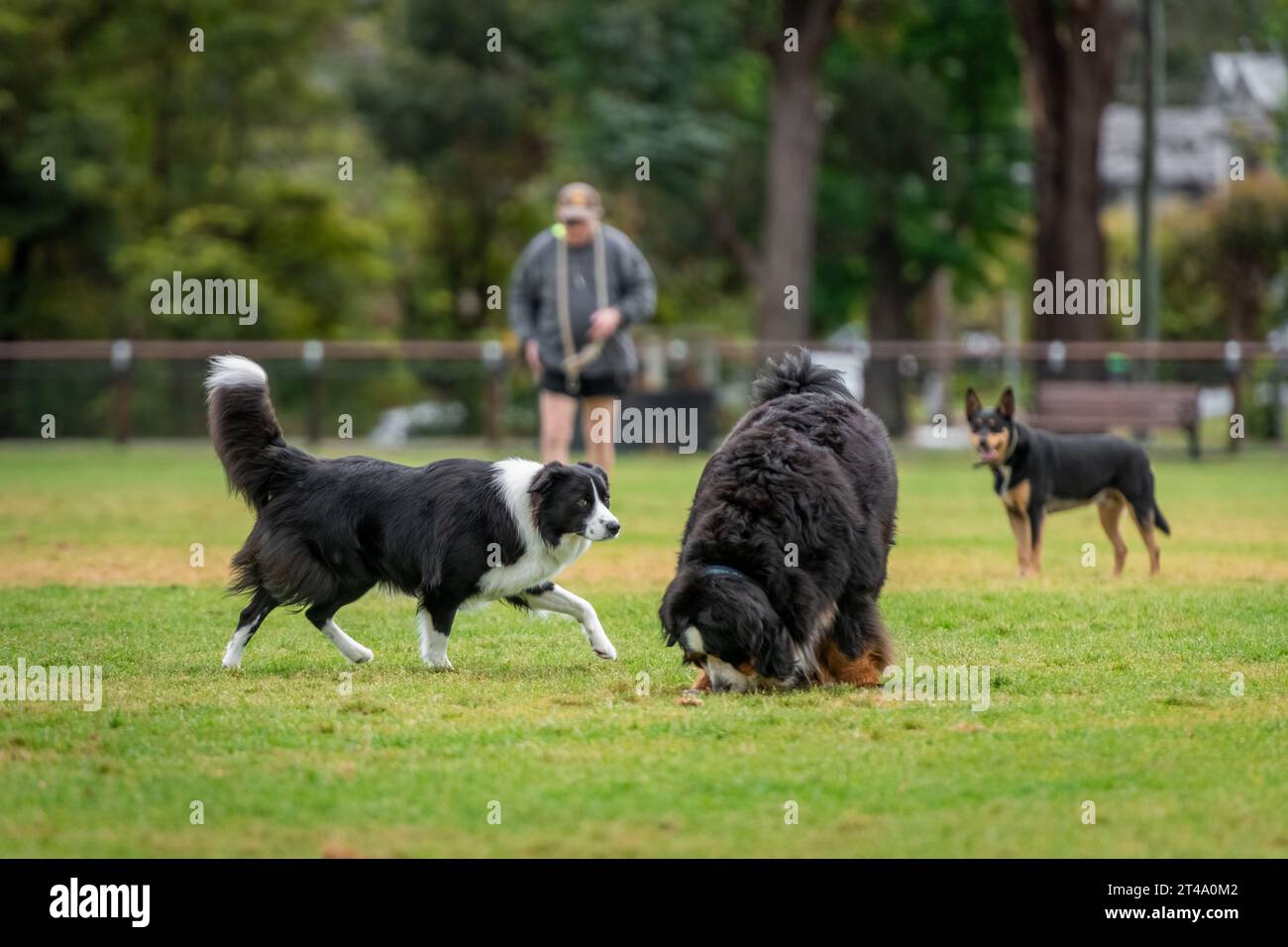 Group of dogs, different breeds, playing in the park on a green grass ...