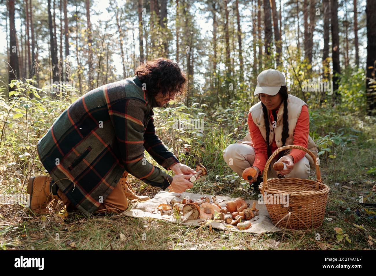 Young intercultural husband and wife checking picked mushrooms on napkin spread on the ground and choosing edible ones Stock Photo