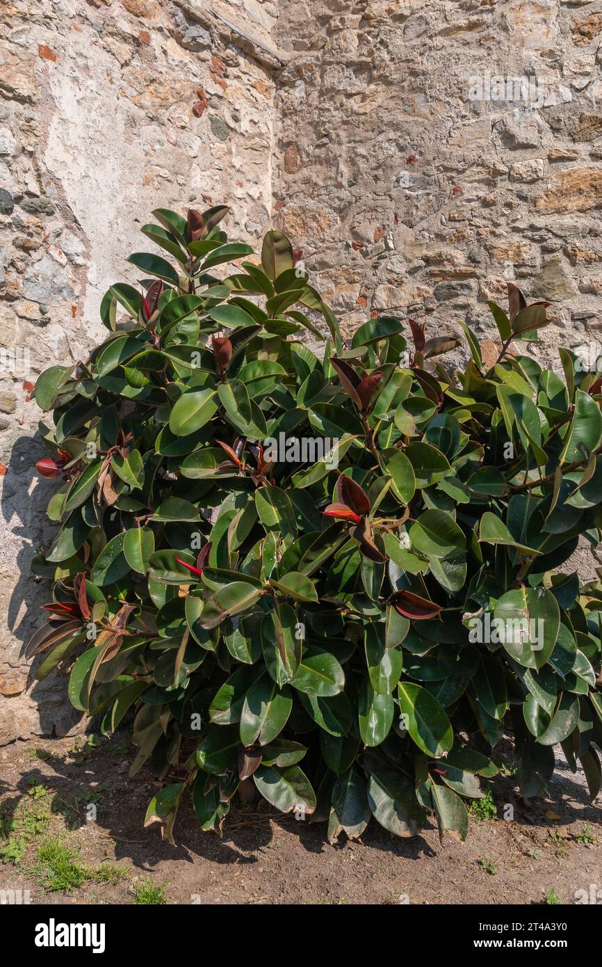 Lush rubber tree (Ficus elastica) a species of flowering plant in the family Moraceae, native to South Asia, against an old stone wall, Liguria, Italy Stock Photo
