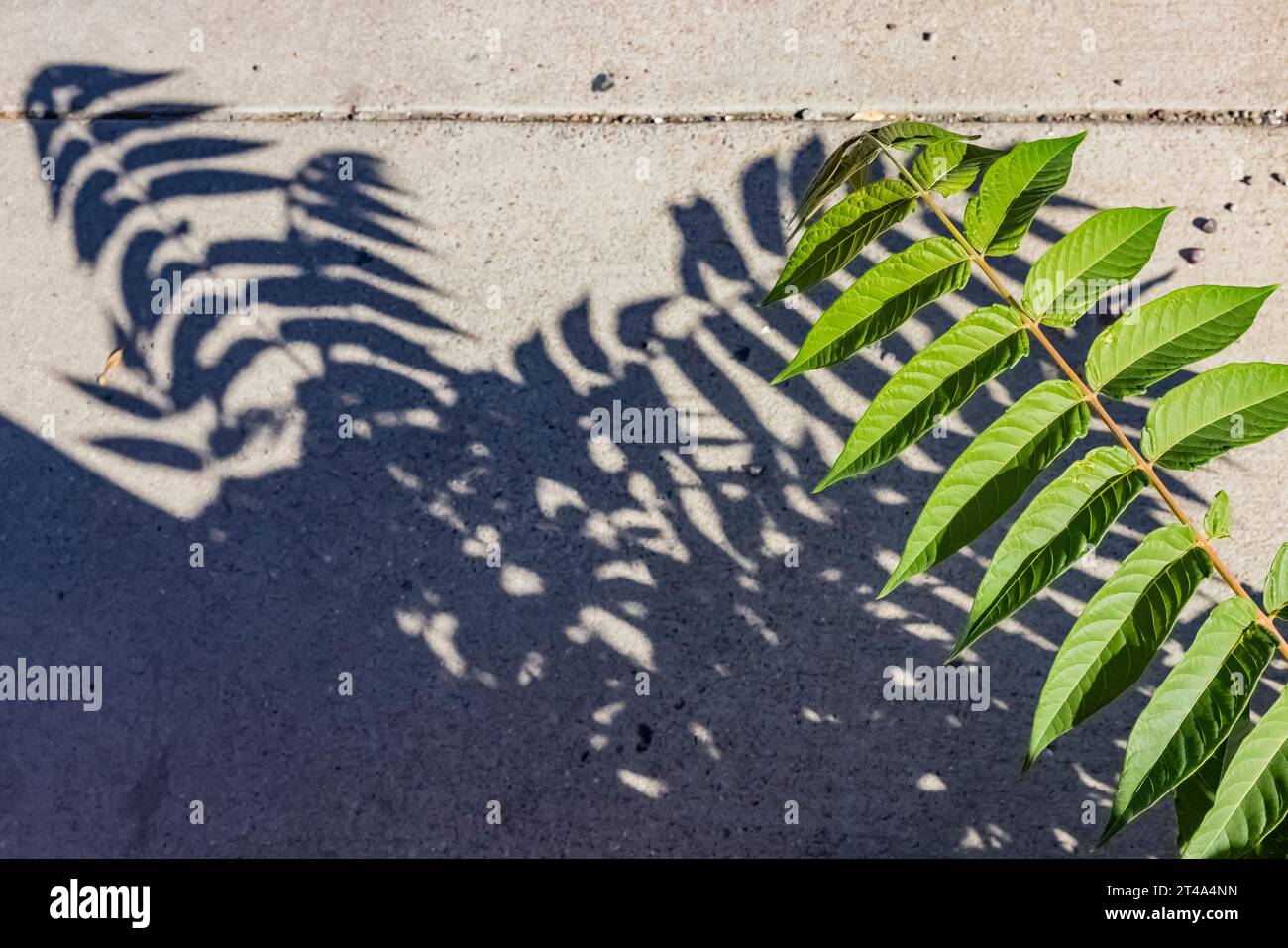 Tree of Heaven, Ailanthus altissima, on a sidewalk in Albuquerque, New