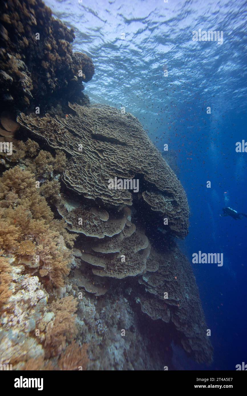 Scuba diver and large stoney lettuce coral outcropping on the wall of tropical coral reef Stock Photo