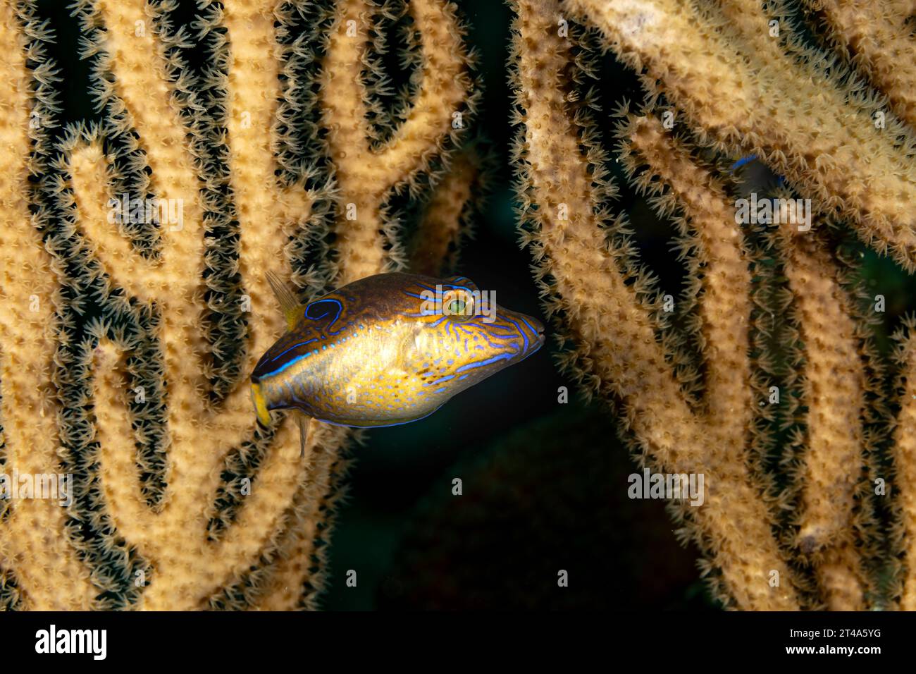 Juvenile blue-spotted puffer fish, Canthigaster solandri, hides by swimming close to soft coral Stock Photo