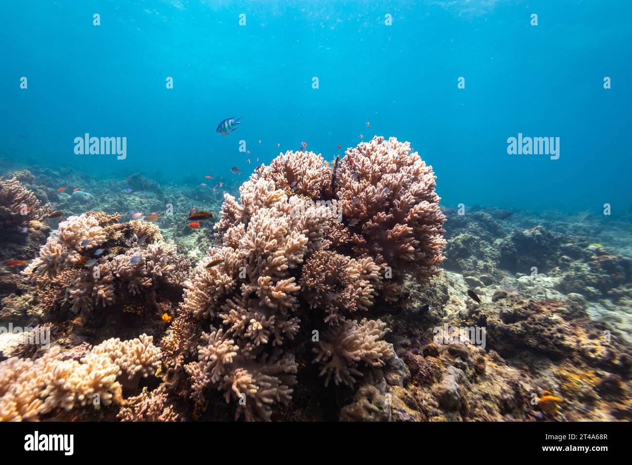 Soft pink branching coral head on the beautiful landscape of a tropical coral reef Stock Photo