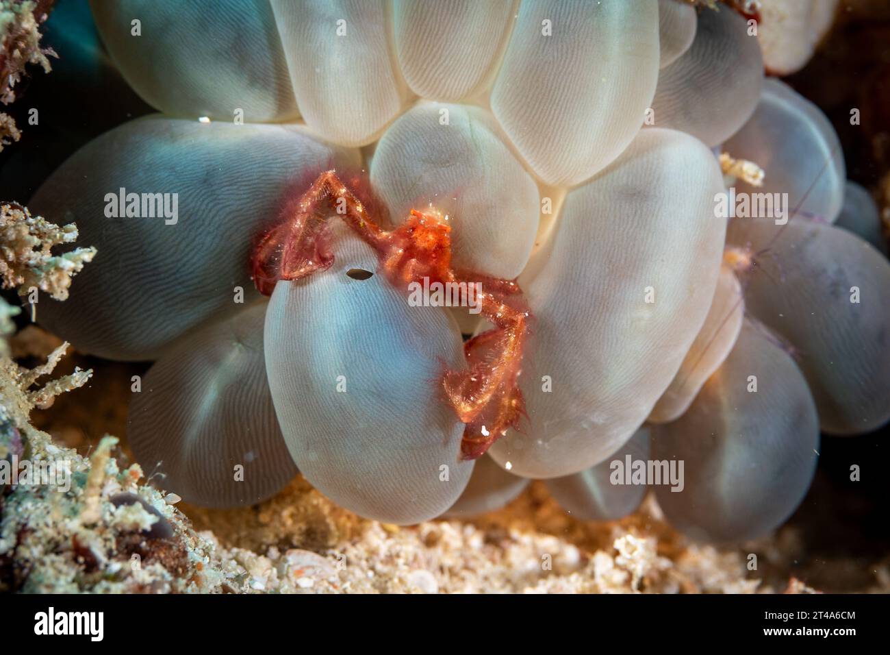 Orange orangutan crab, Achaeus japonicus, hides in bubble coral on tropical coral reef Stock Photo