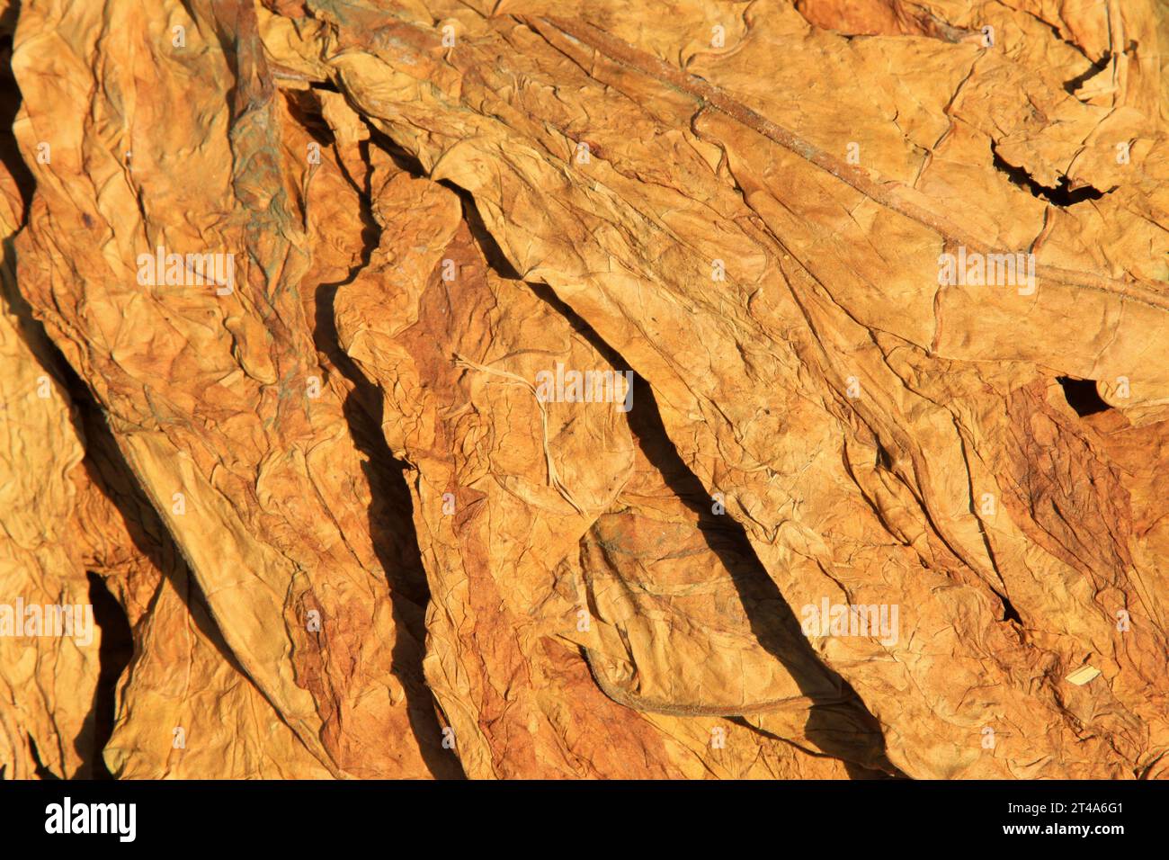 yellow dry tobacco leaves, closeup of photo Stock Photo - Alamy