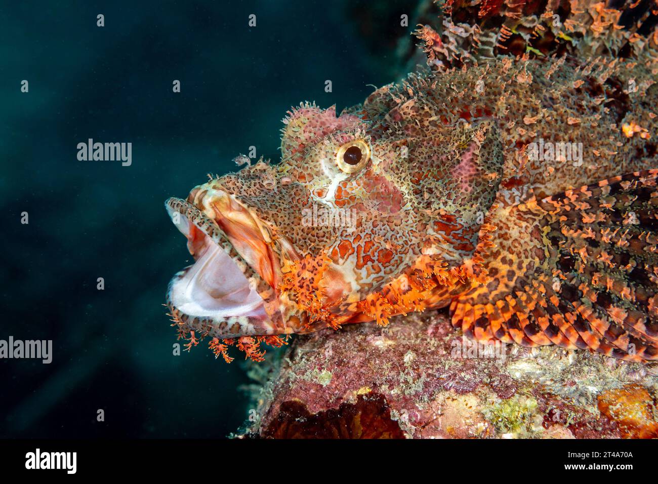 Venomous scorpion fish, Scorpaenidae, with ornate camouflage rests open mouthed on coral reef Stock Photo