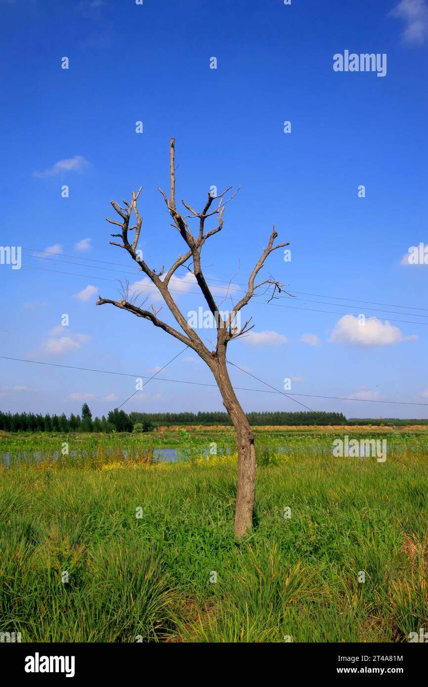 dead trees under the blue sky and white cloud, closeup of photo Stock ...