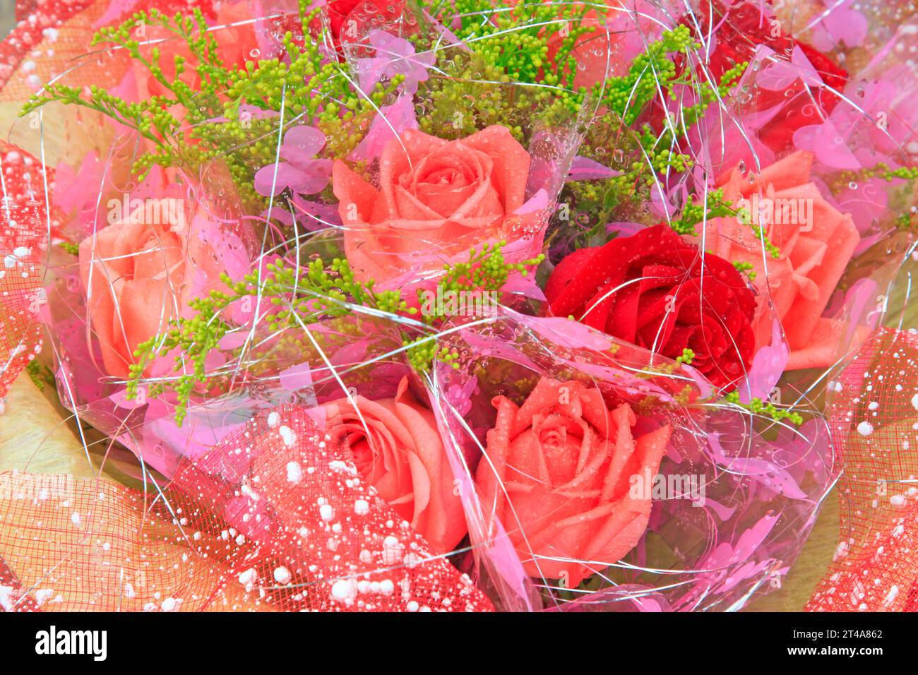 Pink roses, closeup of photo Stock Photo - Alamy