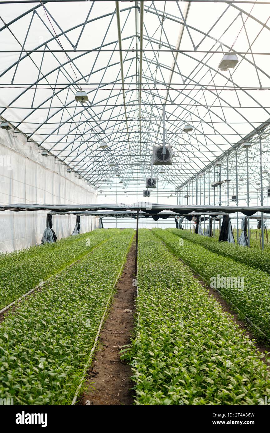 Industrial floriculture hi-res stock photography and images - Alamy