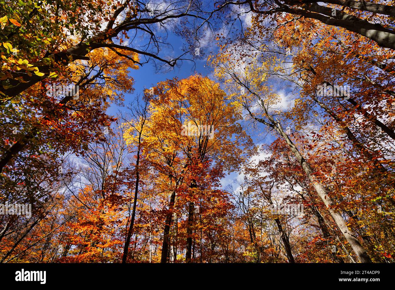Scenes of autumn foliage Stock Photo