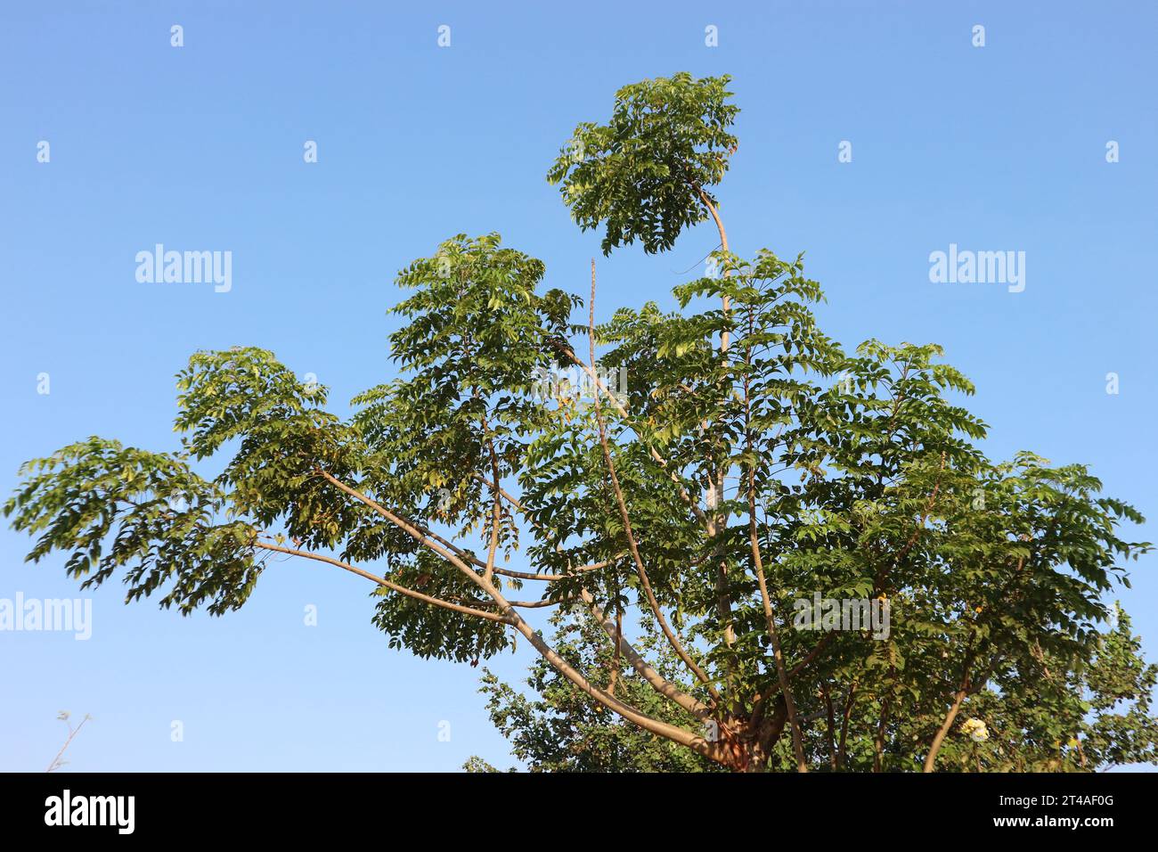 trees with green leaves and blue sky background Stock Photo - Alamy