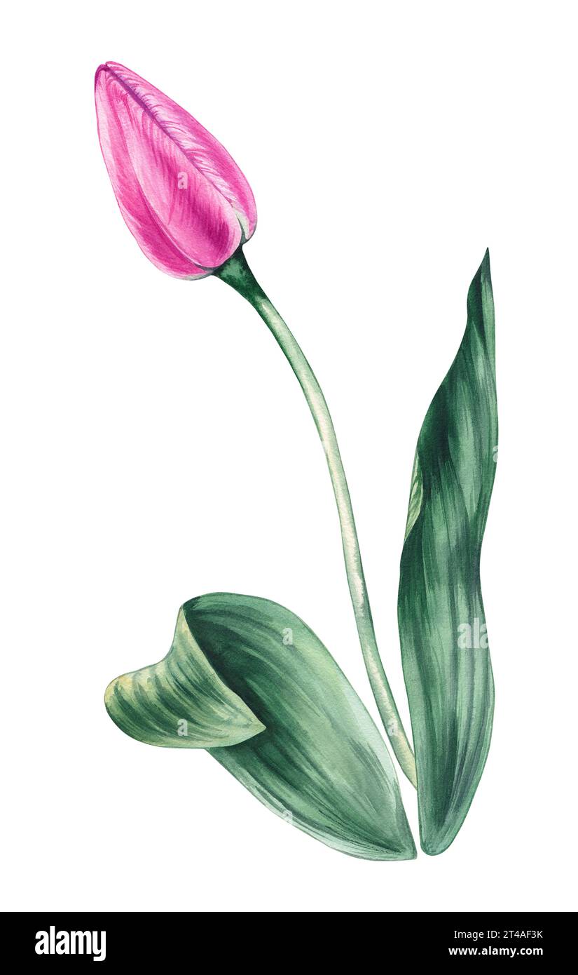 Watercolor pink tulip on a white background. Watercolor hand drawn ...