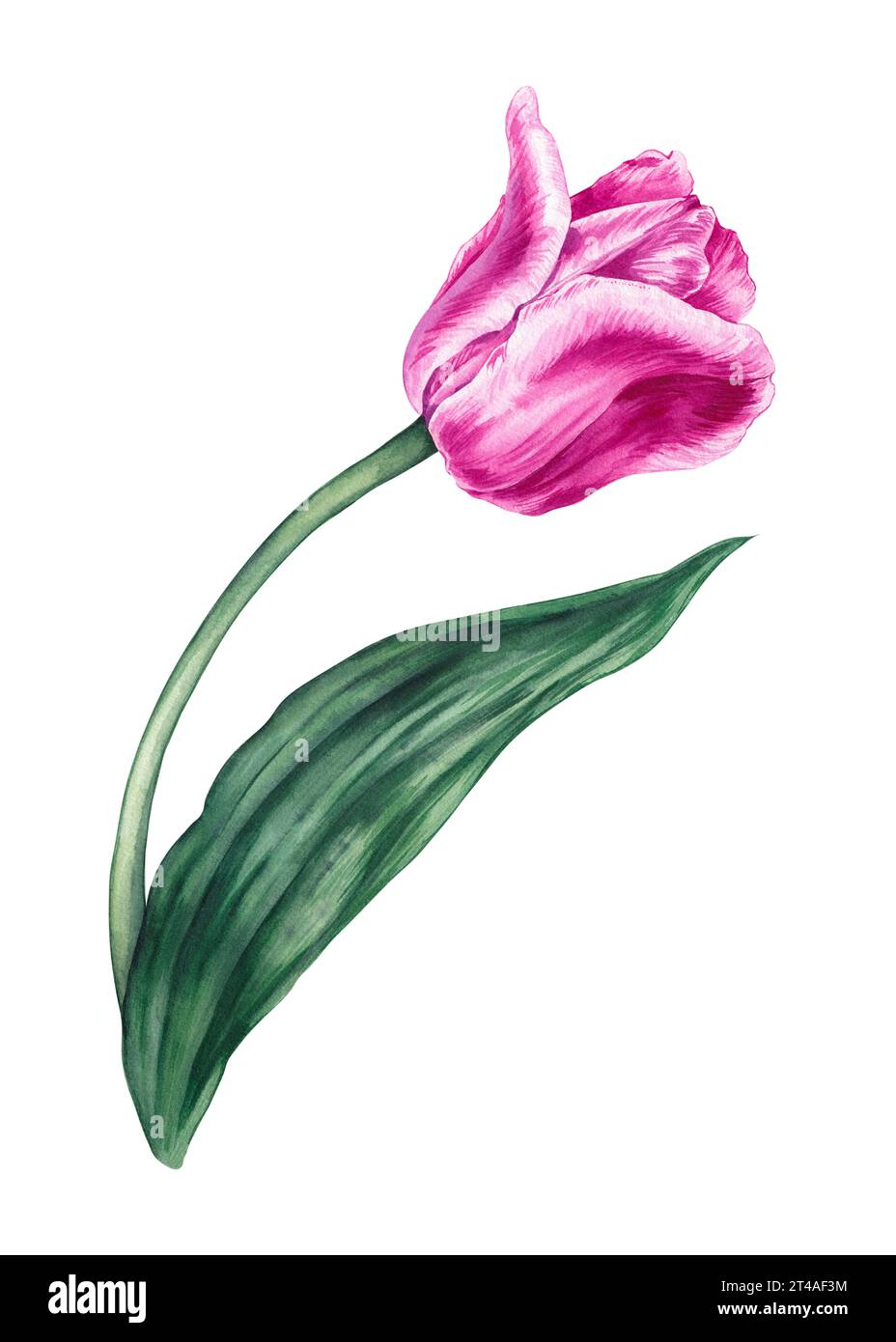 Watercolor pink tulip on a white background. Watercolor hand drawn ...