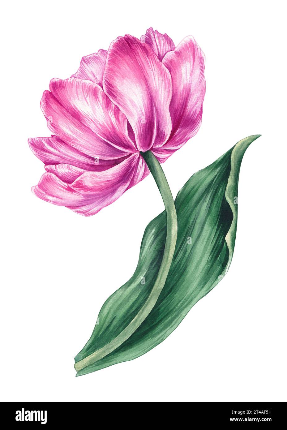 Watercolor pink tulip on a white background. Watercolor hand drawn ...