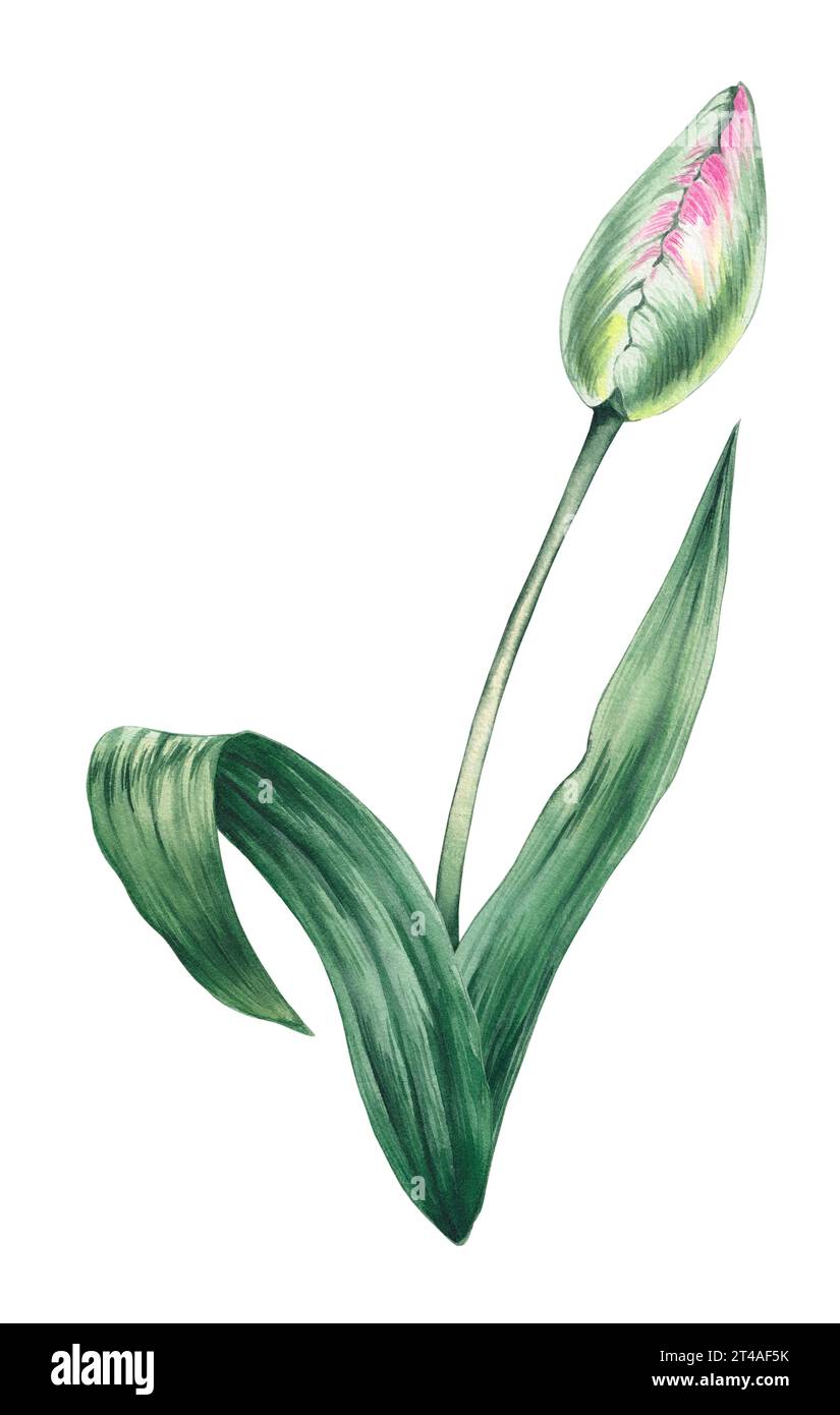 Watercolor pink tulip on a white background. Watercolor hand drawn ...