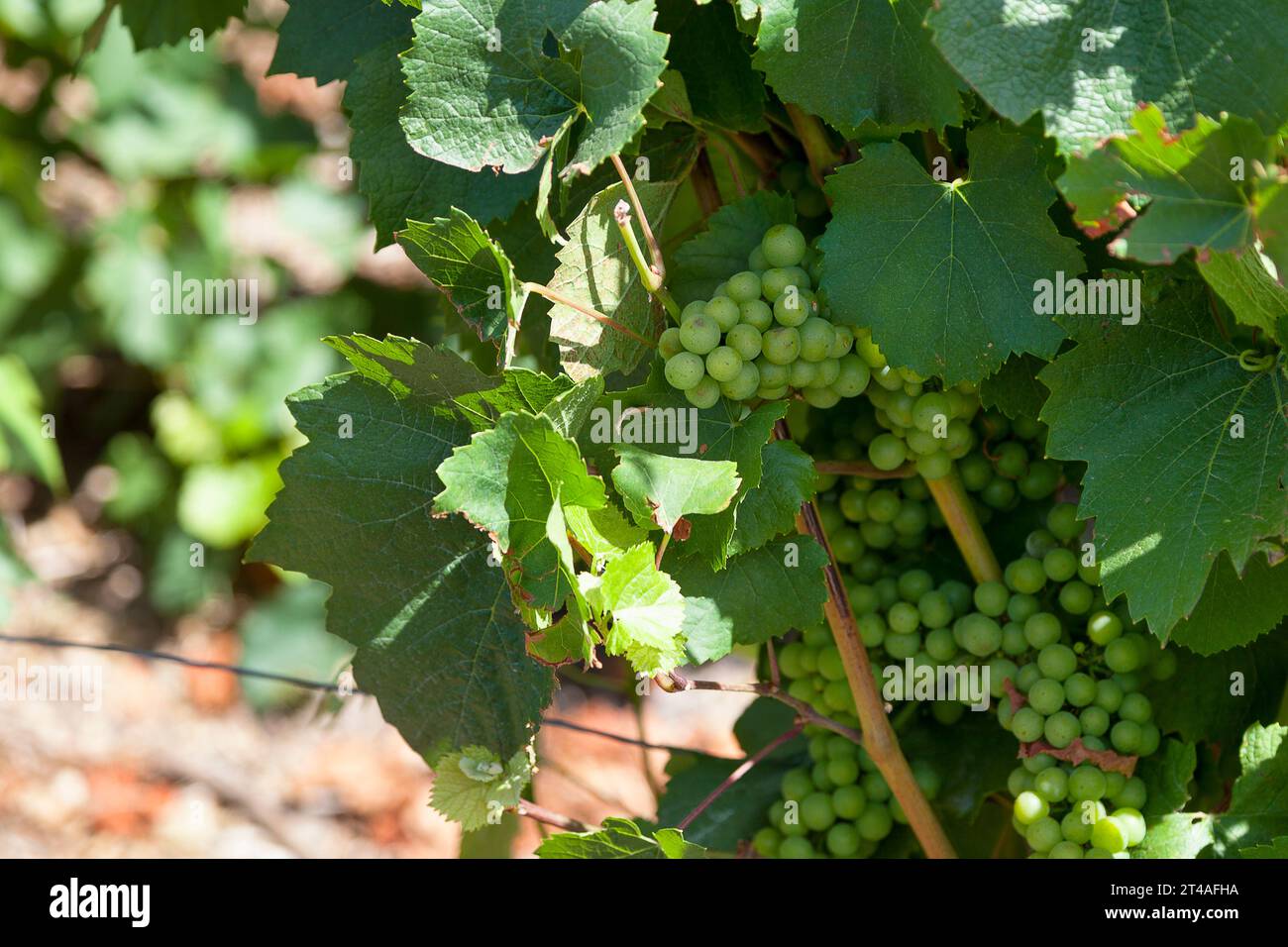 Close up on a White Grape in a vineyard of Chateau-Thierry. Stock Photo