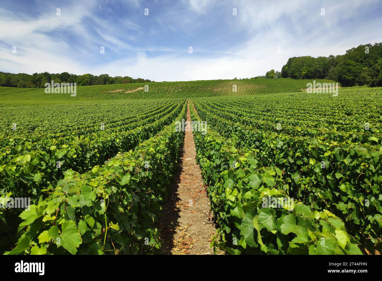 Vineyard in Chateau-Thierry, a town in the Champagne wine region. Stock Photo