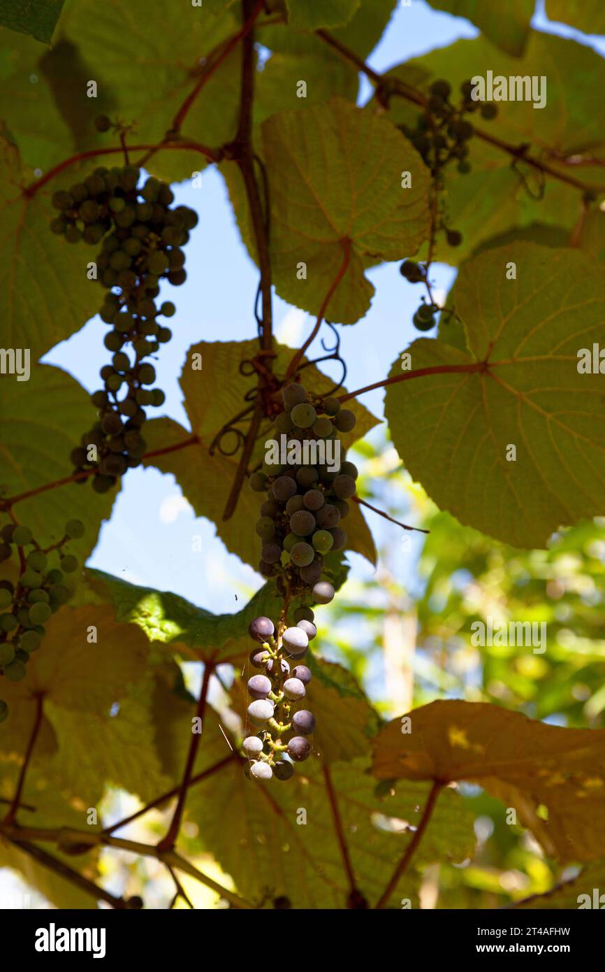Close-up on red grapes still hanging from the vine. Stock Photo