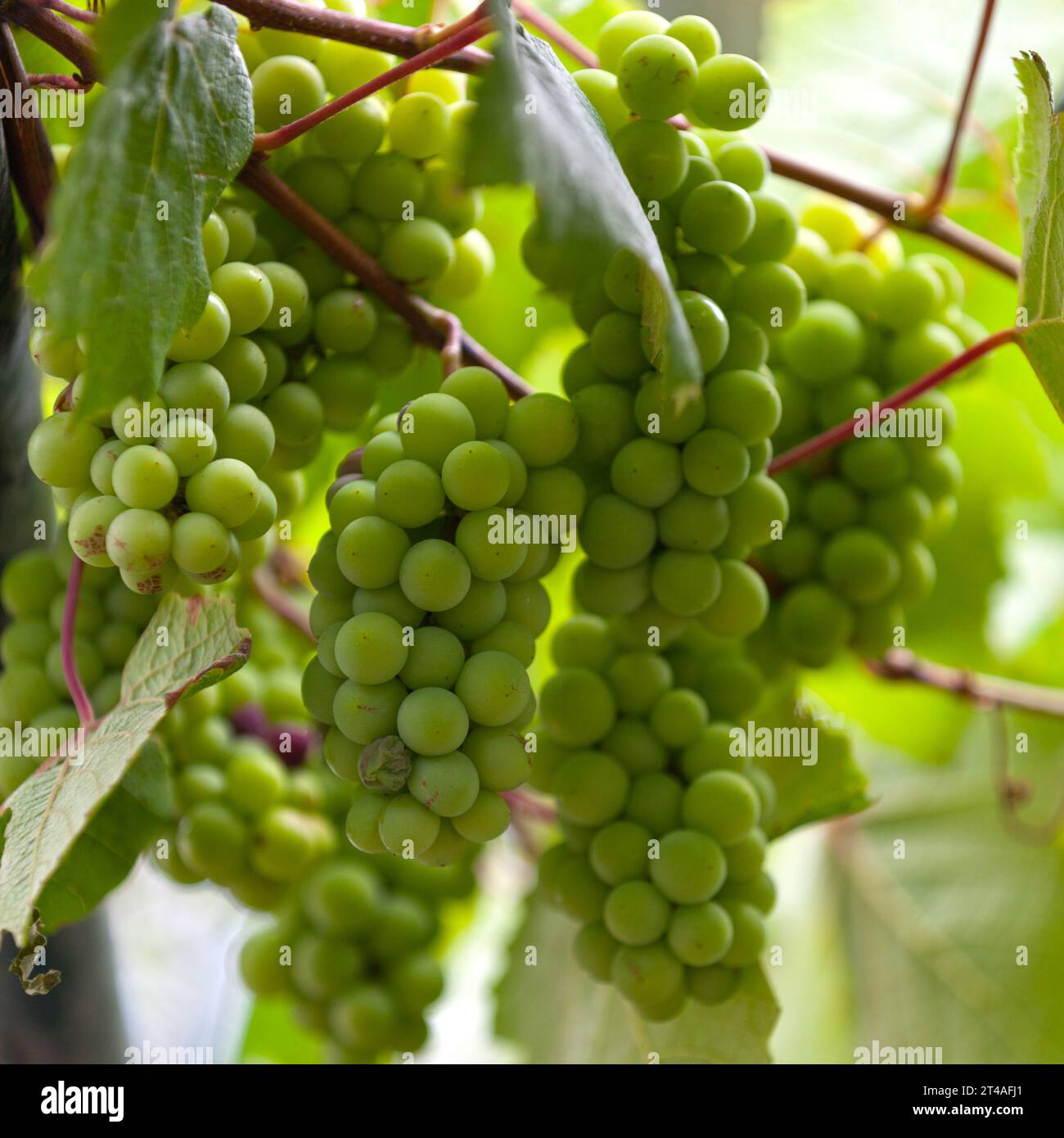 Close up on a White Grape in a vineyard. Stock Photo