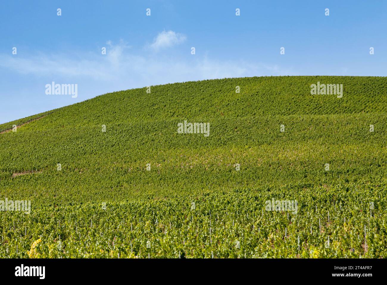 Vineyard in Aÿ, a town in the Champagne wine region. Stock Photo