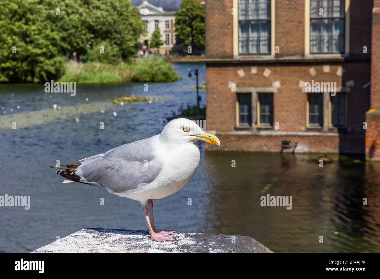 Seagull in front of the national parliament in Den Haag, Netherlands Stock Photo