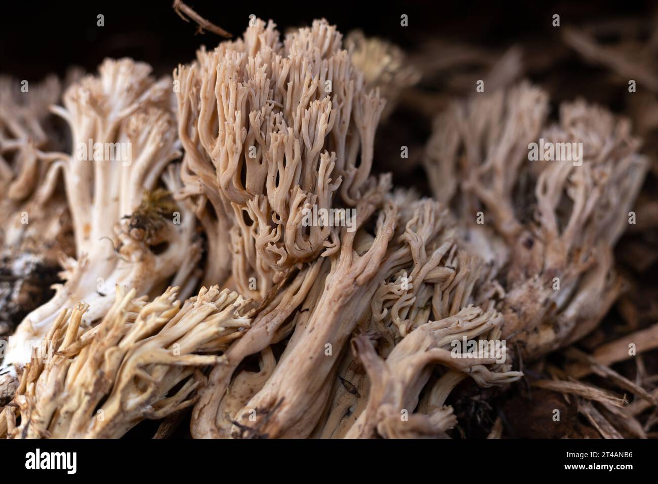 Ramaria acrisiccescens mushrooms. Stock Photo