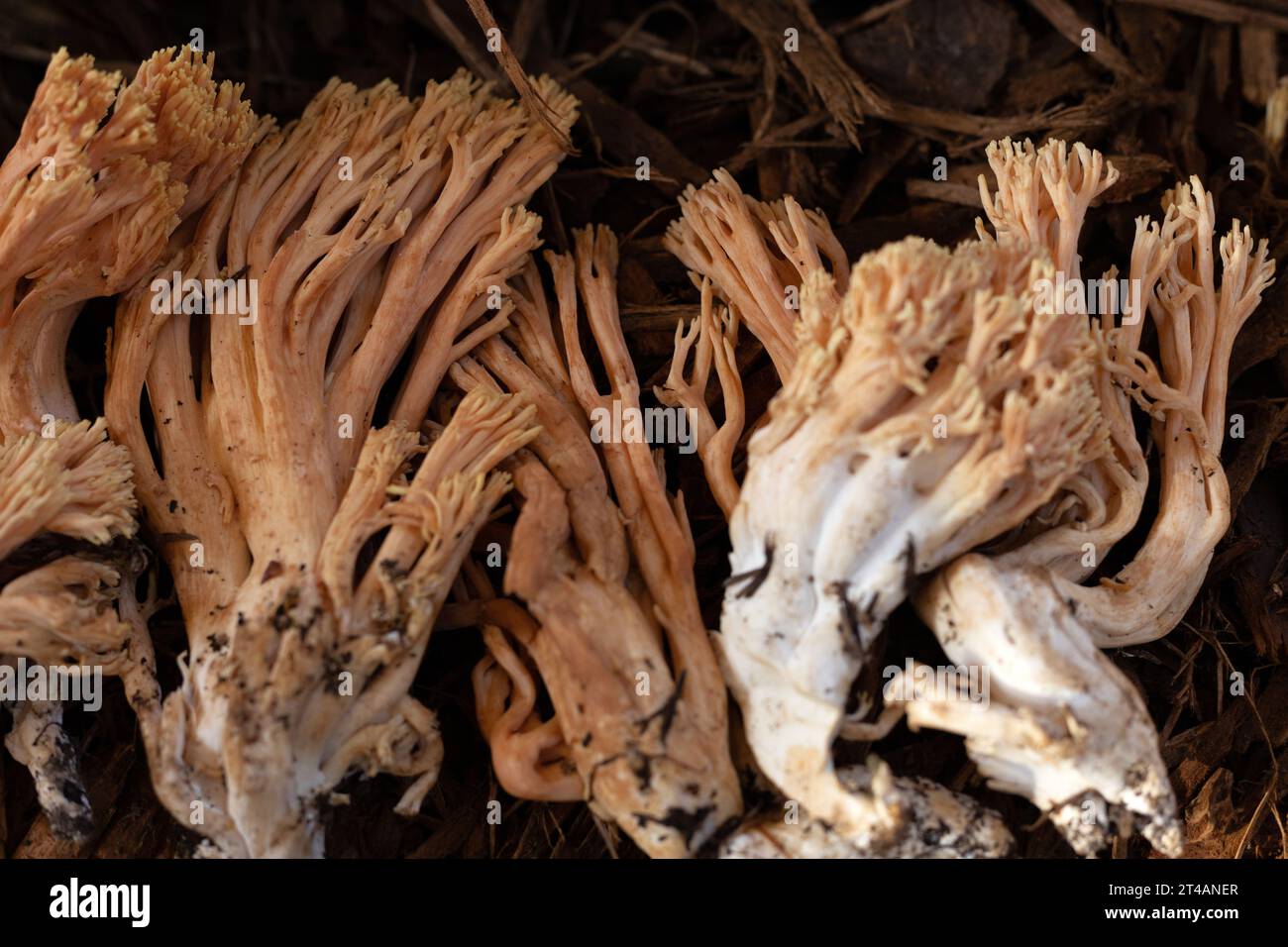 Ramaria formosa mushrooms. Stock Photo