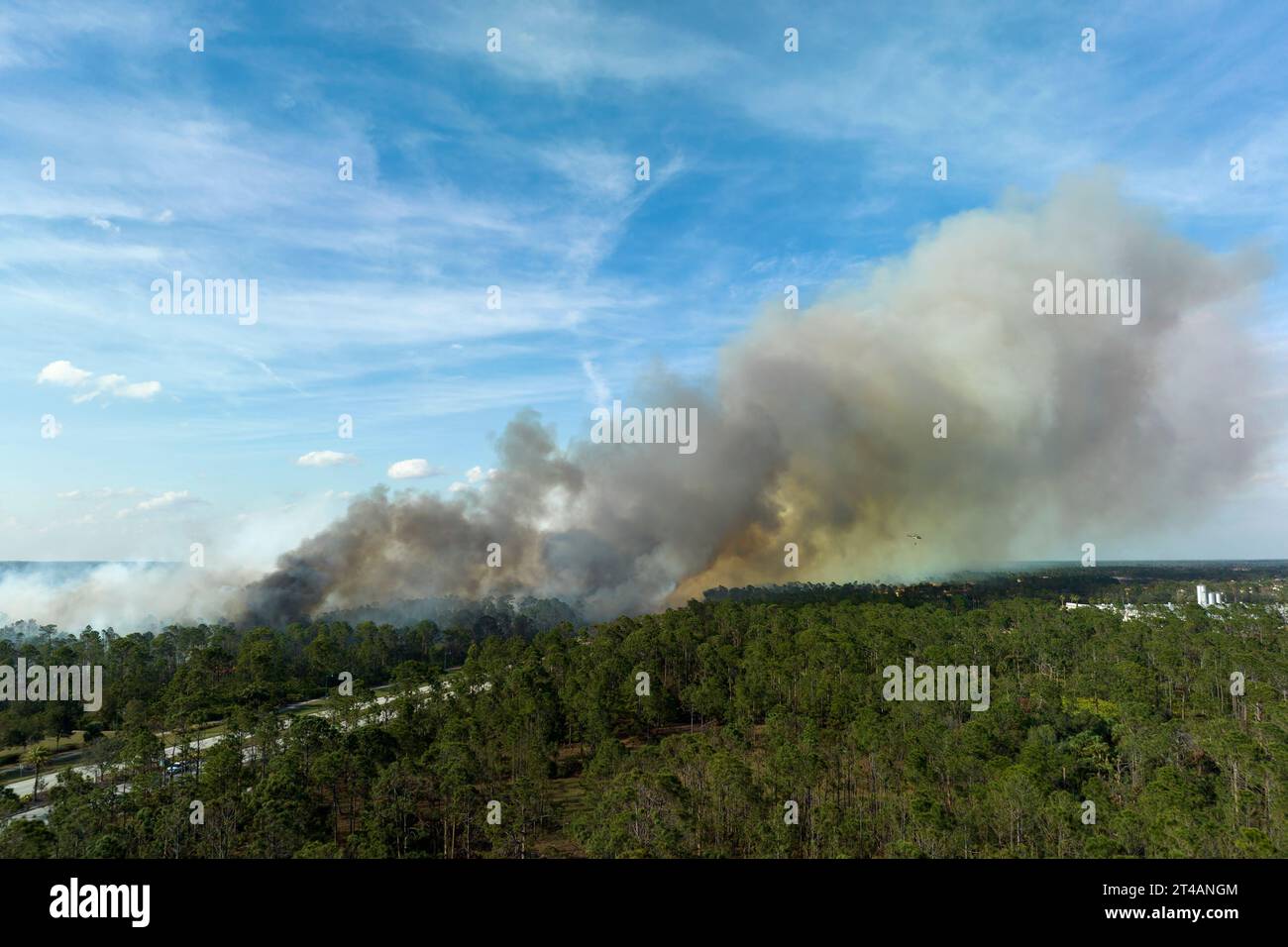 Dangerous wildfire burning severely in Florida jungle woods. Hot flames