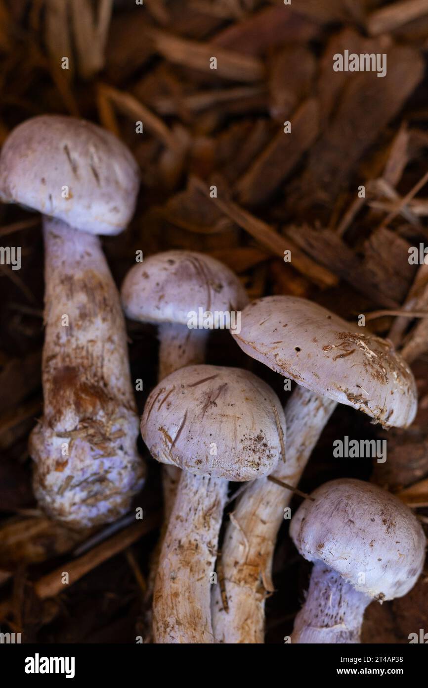 Cortinarius camphoratus mushrooms. Stock Photo