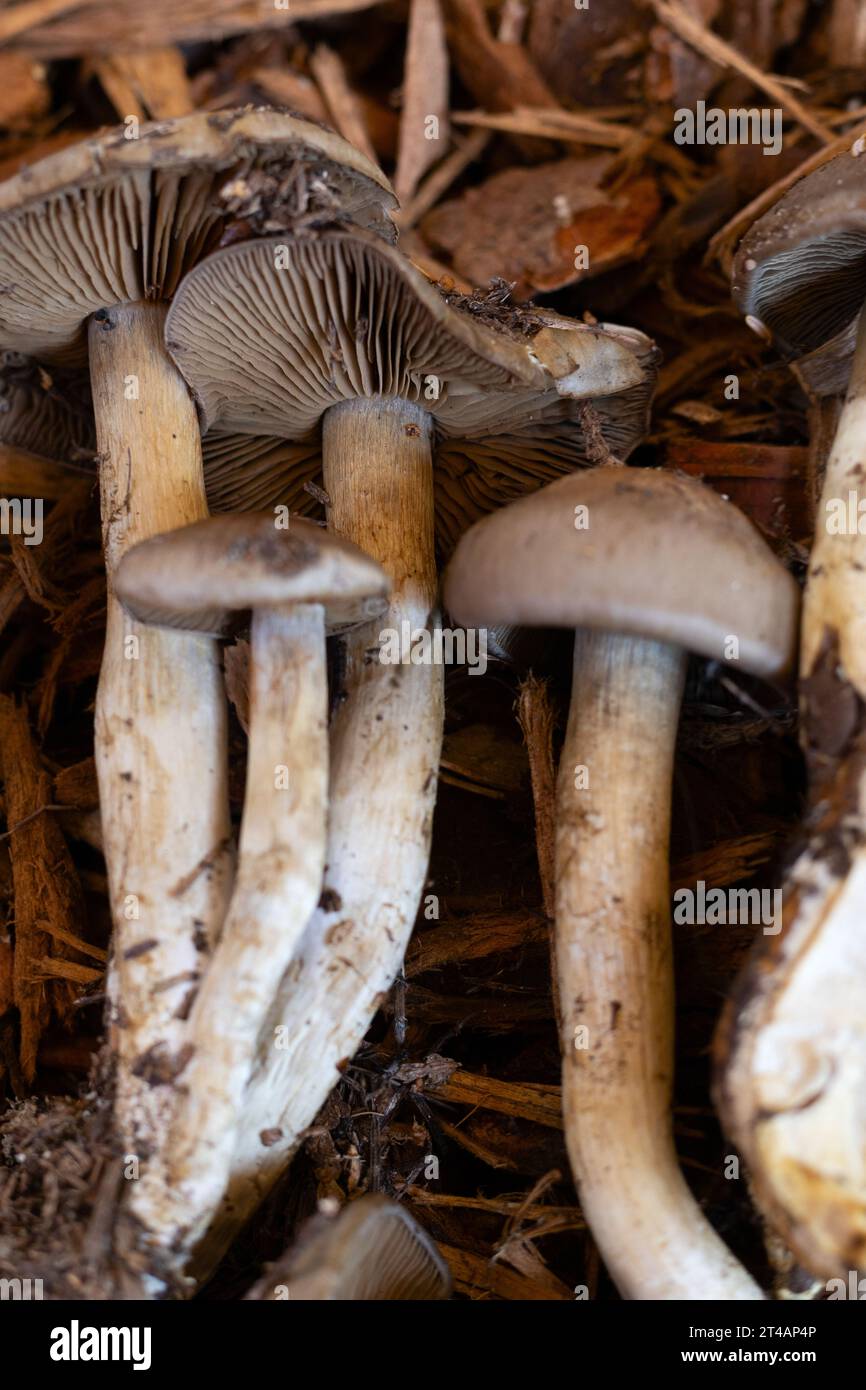 Cortinarius infractus mushrooms. Stock Photo