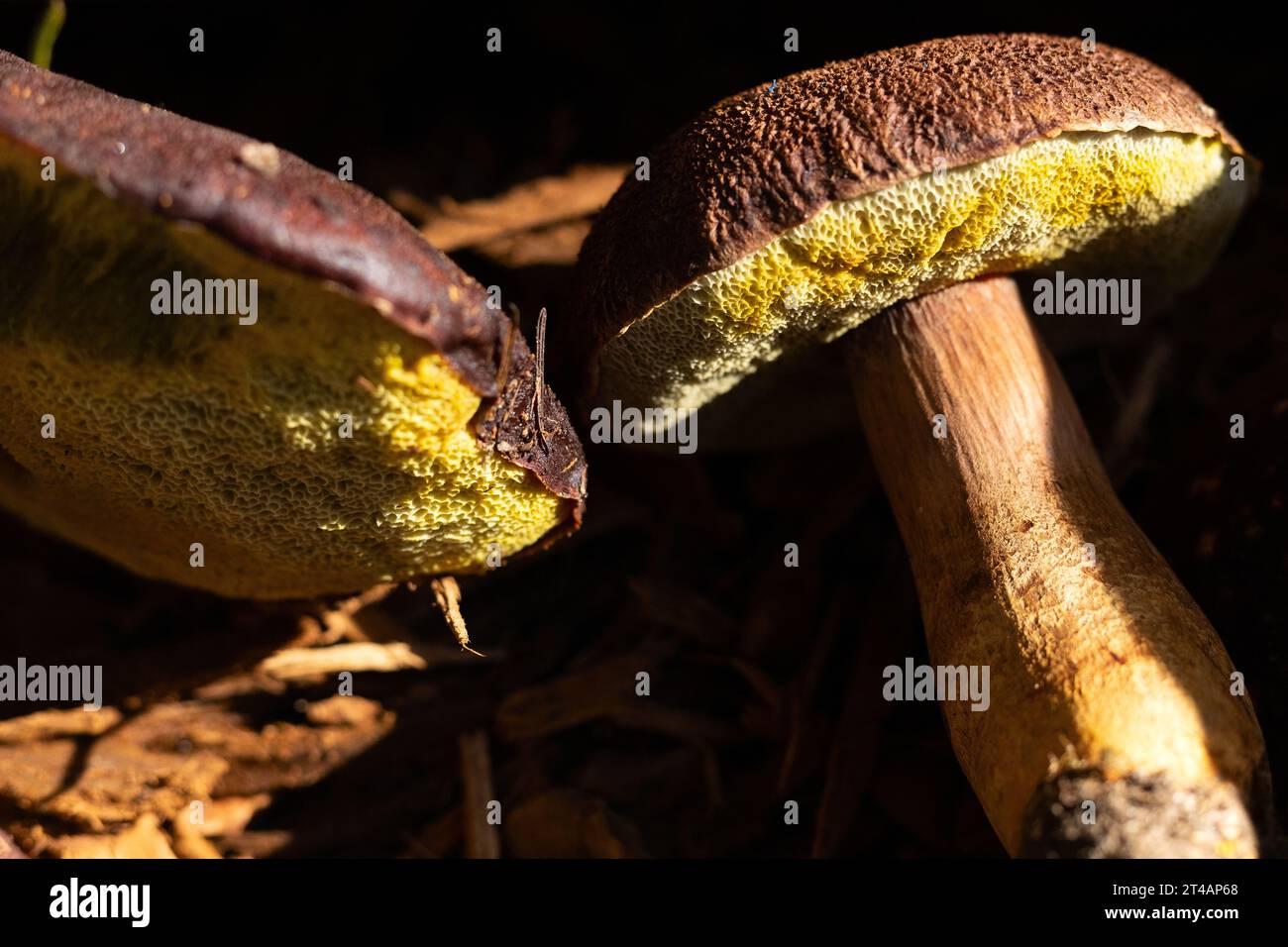 Aureoboletus mirabilis mushrooms. Stock Photo