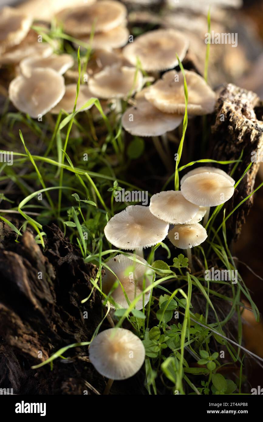Mycena galericulata mushrooms. Stock Photo