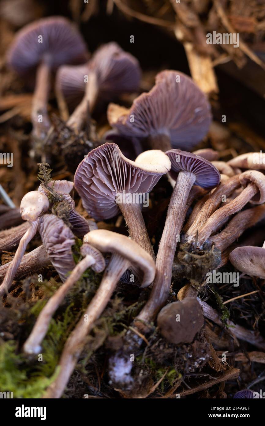 Laccaria amethysteooccidentalis mushrooms Stock Photo Alamy