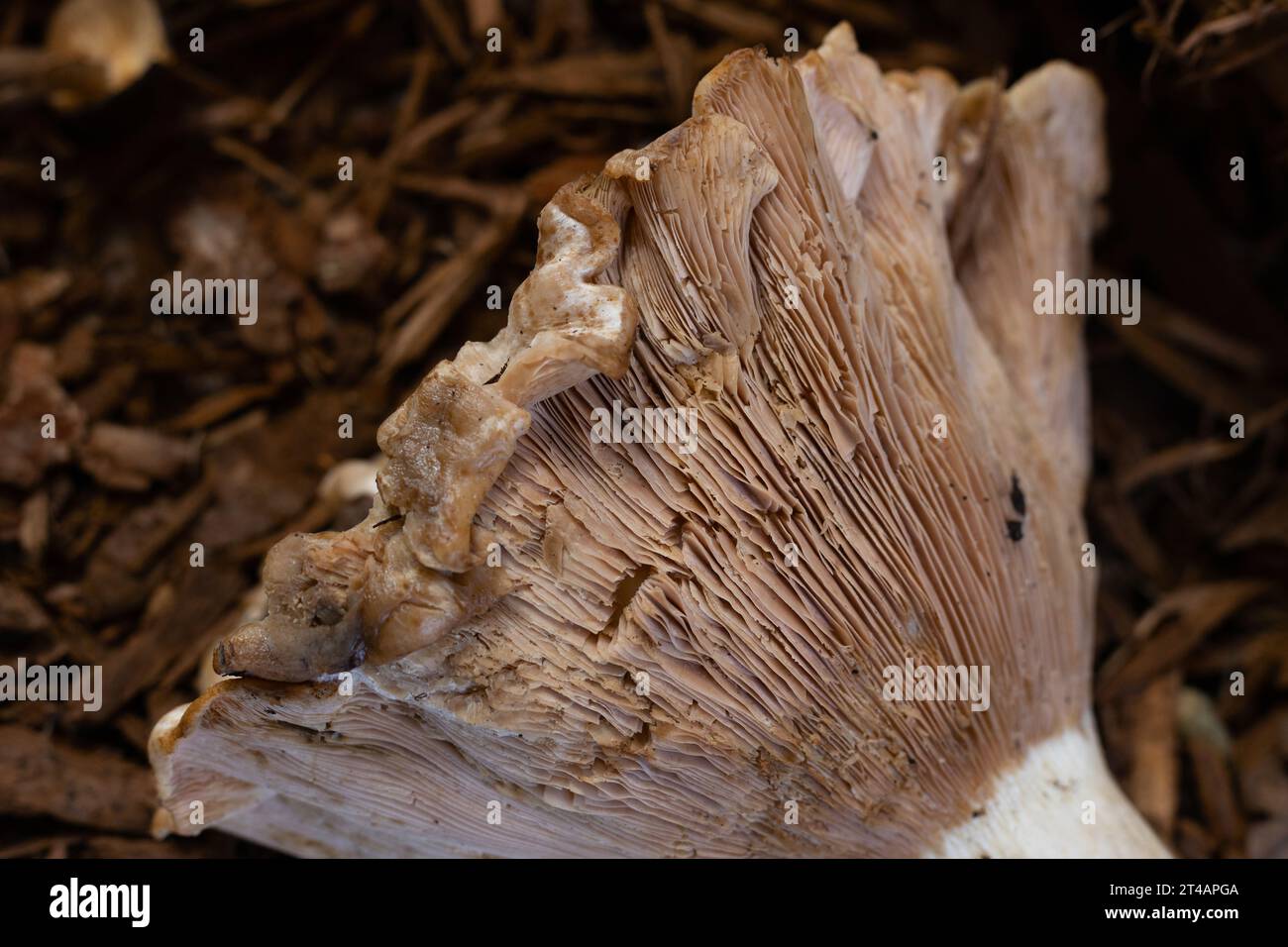 Lactarius controversus mushroom, close up Stock Photo