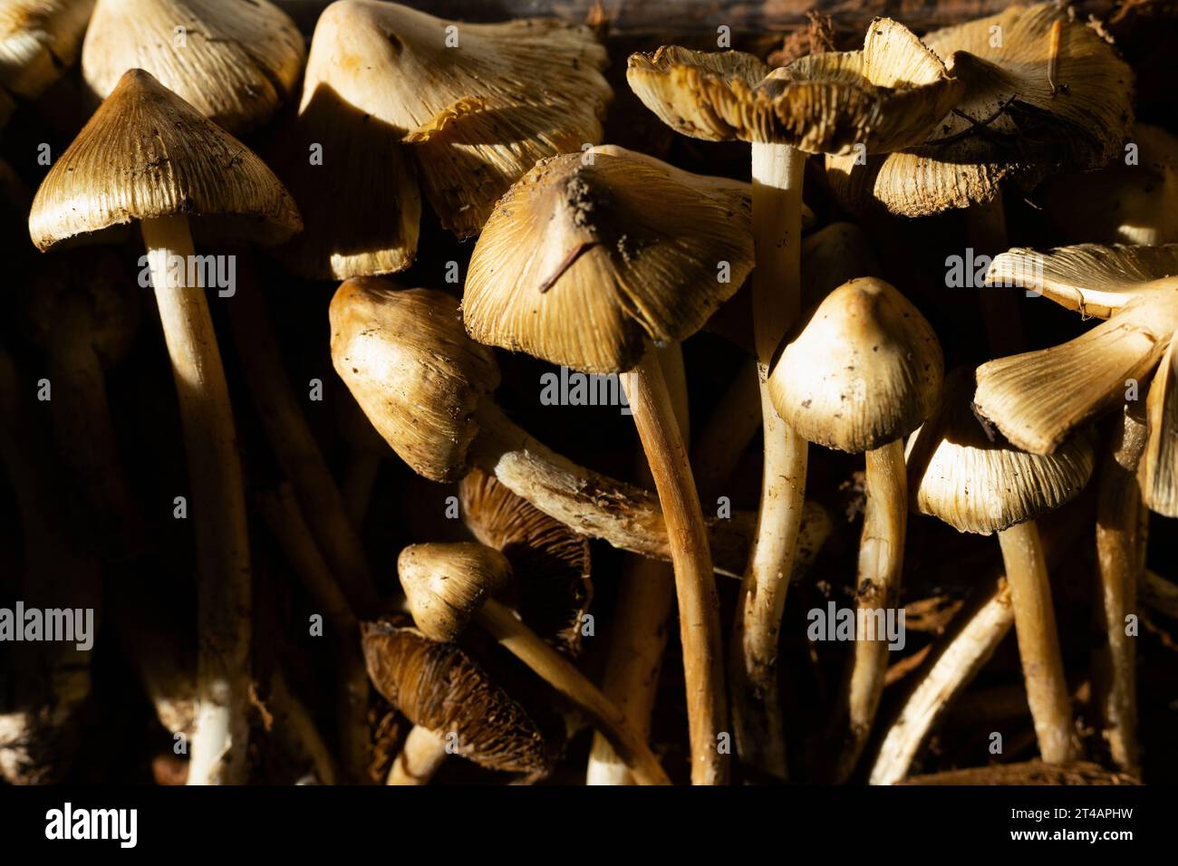 Pseudosperma sororium mushrooms. Stock Photo