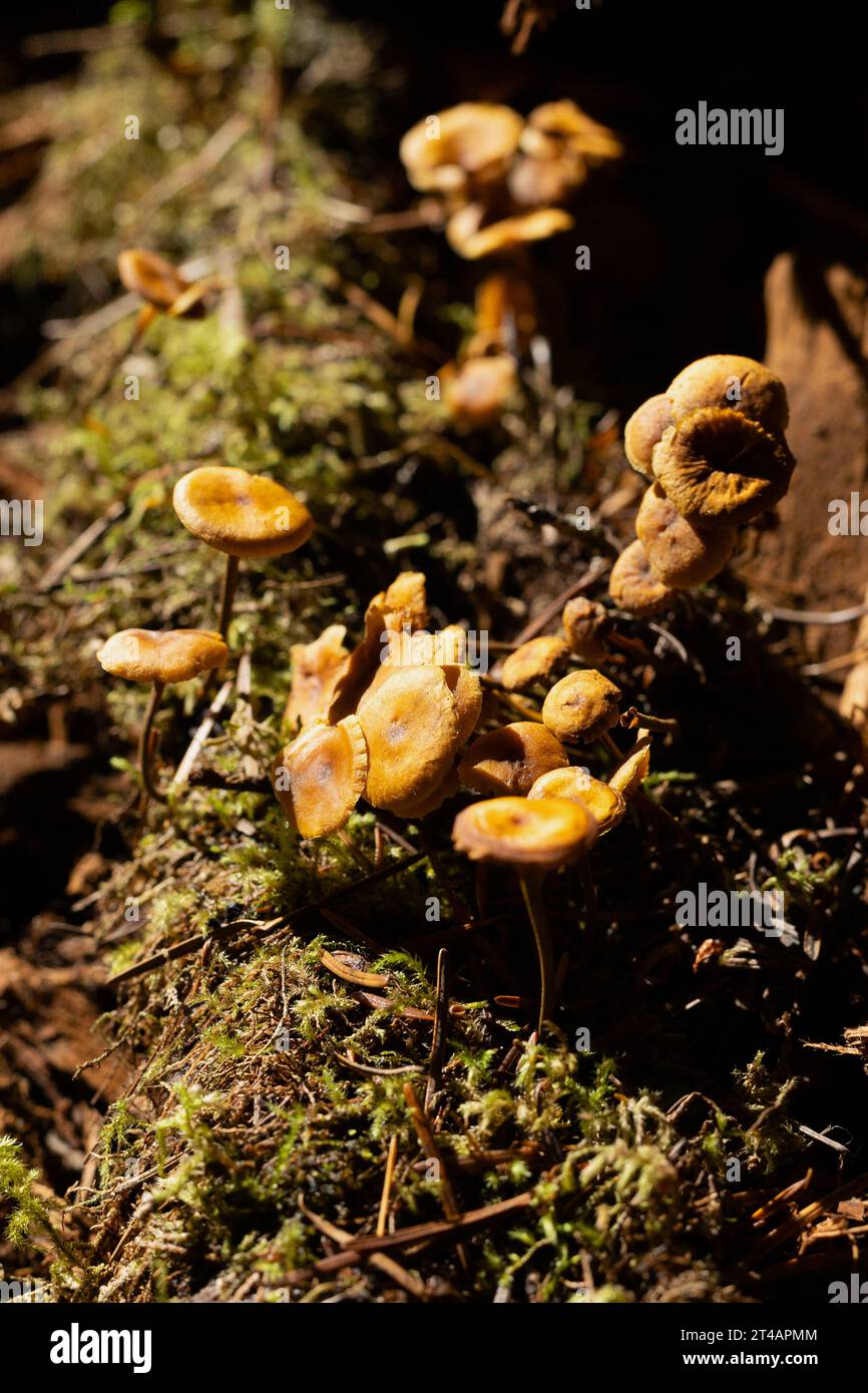Xeromphalina campanella mushrooms Stock Photo Alamy