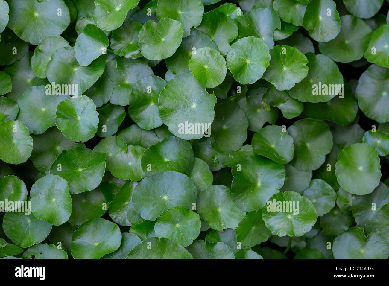 Top view of round green leaves Stock Photo