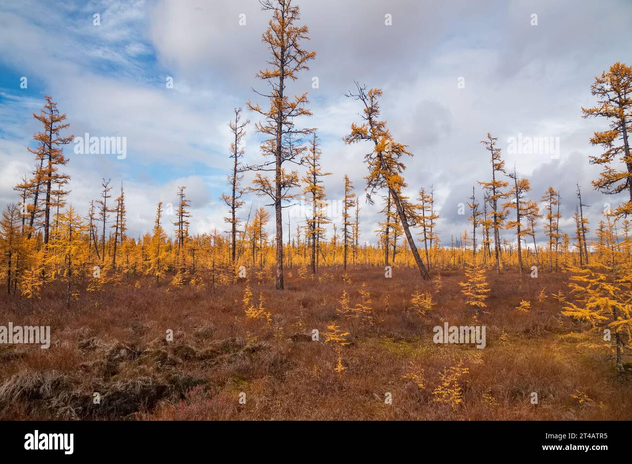 Forest-tundra in autumn in South Yakutia, Russia Stock Photo