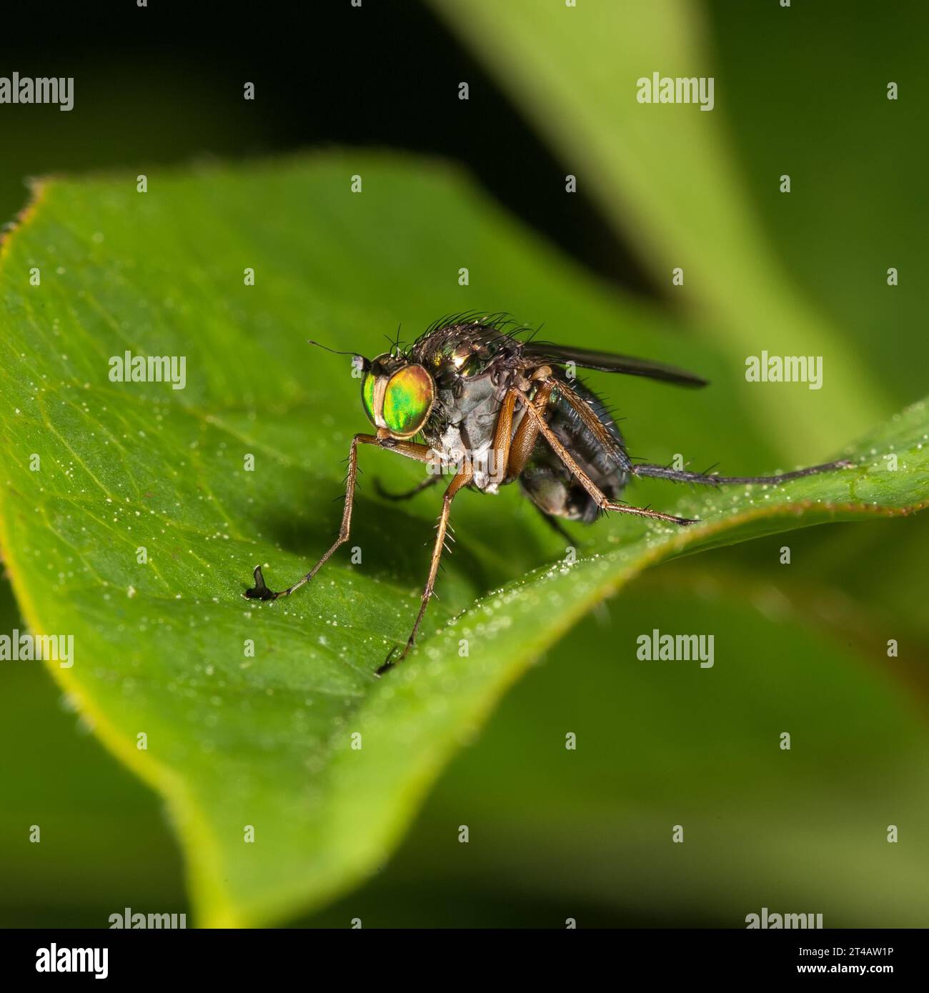 A small fly with rainbow eyes on a plant leaf. Macro photography. Stock Photo