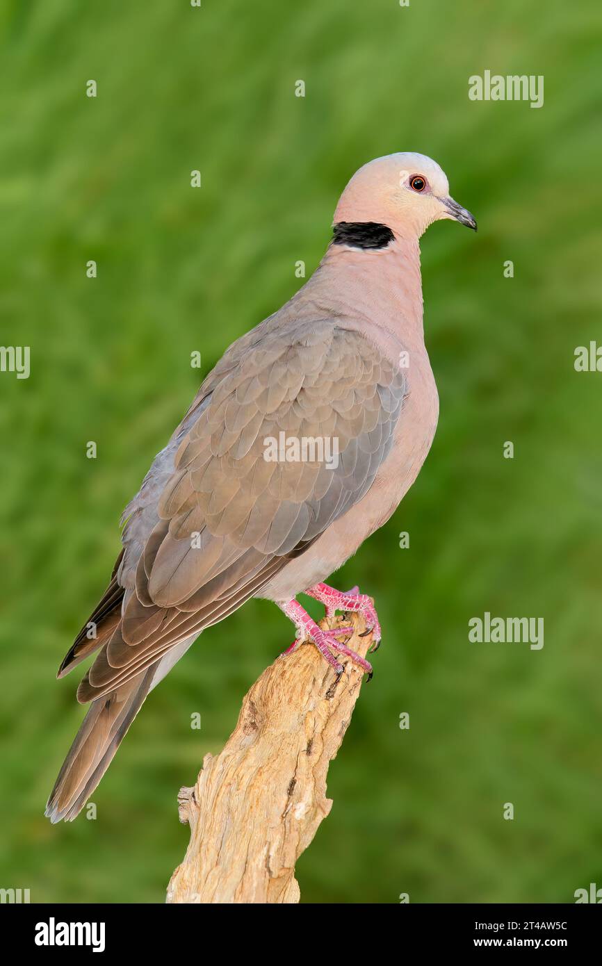 A red-eyed dove (Streptopelia semitorquata) perched on a branch, South Africa Stock Photo