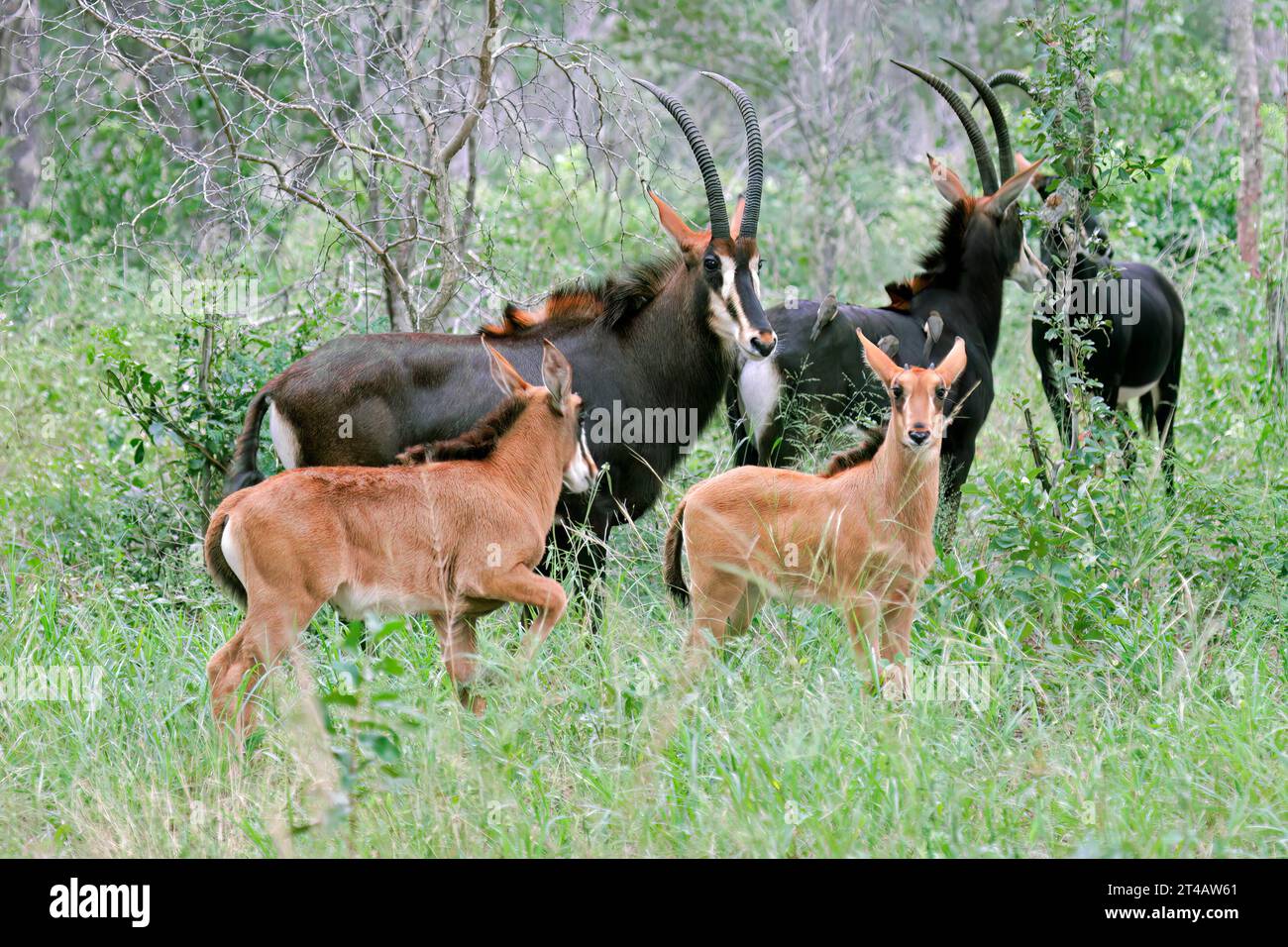 A family group of sable antelopes (Hippotragus niger), Hwange National Park, Zimbabwe Stock Photo